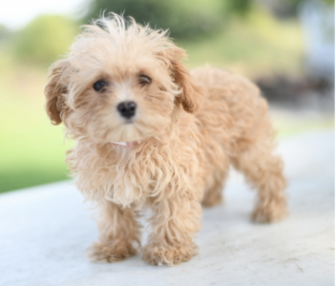 comprar cachorros sanos, baratos y asequibles para la venta